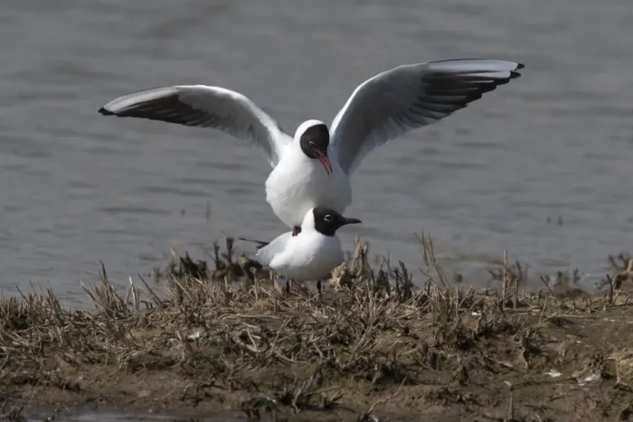 Framed Print : Black headed Gulls Mating Framed Print : Black headed Gulls Mating