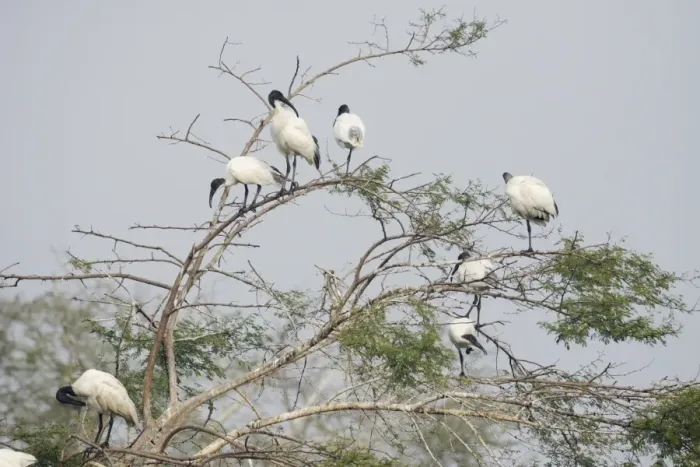 Framed Print : Black-headed Ibis (Threskiornis melanocephalus) adults, flock standing at roost in tree, Keoladeo Ghana N. P. (Bharatpur), Rajasthan, India