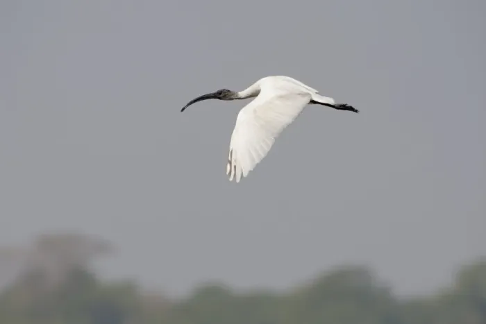 Framed Print : Black-headed Ibis (Threskiornis melanocephalus) juvenile, in flight, Sundarbans, Ganges Delta, West Bengal, India Framed Print : Black-headed Ibis (Threskiornis melanocephalus) juvenile, in flight, Sundarbans, Ganges Delta, West Bengal, India