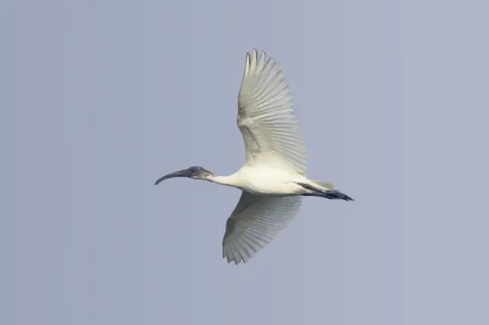 Framed Print : Black-headed Ibis (Threskiornis melanocephalus) juvenile, in flight, Keoladeo Ghana N. P. (Bharatpur), Rajasthan, India Framed Print : Black-headed Ibis (Threskiornis melanocephalus) juvenile, in flight, Keoladeo Ghana N. P. (Bharatpur), Rajasthan, India