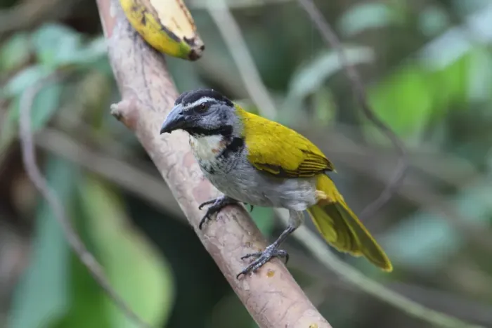 Framed Print : Black-headed Saltator (Saltator atriceps) adult, feeding on banana, perched on branch, Costa Rica, february Framed Print : Black-headed Saltator (Saltator atriceps) adult, feeding on banana, perched on branch, Costa Rica, february
