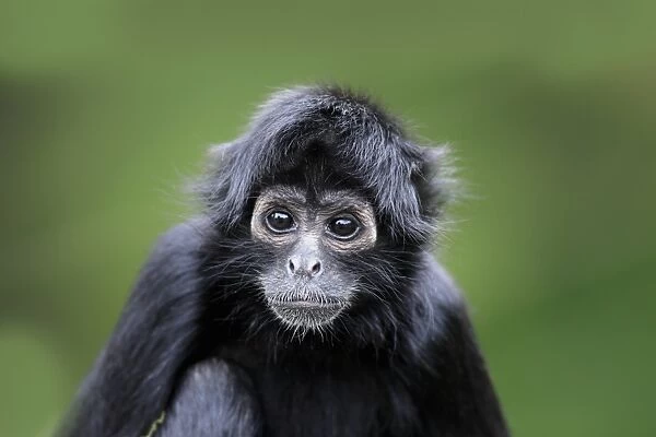 Black-headed Spider Monkey (Ateles fusciceps robustus) young, close-up of head, (captive)