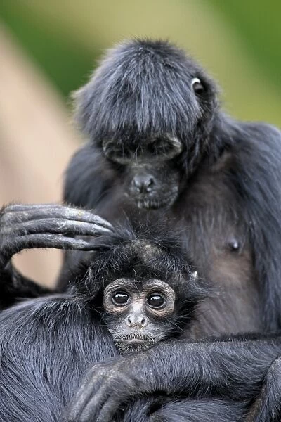 Black-headed Spider Monkey (Ateles fusciceps robustus) adult female with young, grooming (captive)