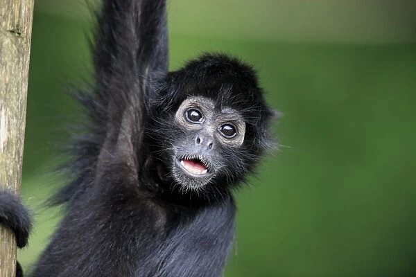 Black-headed Spider Monkey (Ateles fusciceps robustus) young, close-up of head, calling (captive)