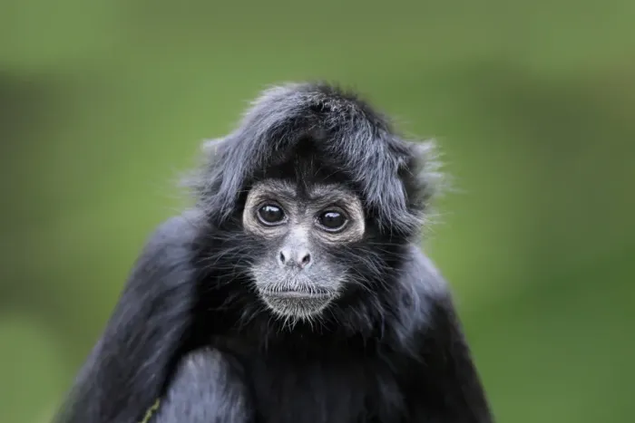 Framed Print : Black-headed Spider Monkey (Ateles fusciceps robustus) young, close-up of head, (captive) Framed Print : Black-headed Spider Monkey (Ateles fusciceps robustus) young, close-up of head, (captive)