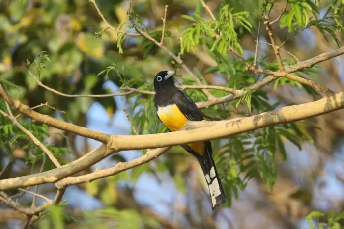 Framed Print : Black-headed Trogon (Trogon melanocephalus) adult male, perched on branch in tree, Costa Rica, february Framed Print : Black-headed Trogon (Trogon melanocephalus) adult male, perched on branch in tree, Costa Rica, february
