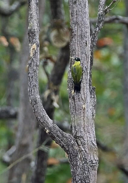 Black-headed Woodpecker (Picus erythropygius erythropygius) adult female, clinging to tree trunk, Prey Veng, Cambodia