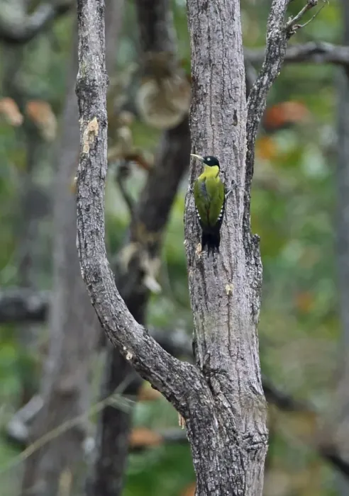 Framed Print : Black-headed Woodpecker (Picus erythropygius erythropygius) adult female, clinging to tree trunk, Prey Veng, Cambodia Framed Print : Black-headed Woodpecker (Picus erythropygius erythropygius) adult female, clinging to tree trunk, Prey Veng, Cambodia