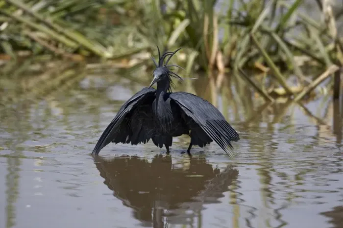 Framed Print : Black Heron (Egretta ardesiaca) adult, fishing, using wings umbrella to shade water, Lake Zeway, Great Rift Valley, Ethiopia Framed Print : Black Heron (Egretta ardesiaca) adult, fishing, using wings umbrella to shade water, Lake Zeway, Great Rift Valley, Ethiopia