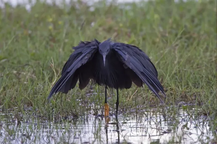 Framed Print : Black Heron (Egretta ardesiaca) adult, fishing in pool, Okavango Delta, Botswana Framed Print : Black Heron (Egretta ardesiaca) adult, fishing in pool, Okavango Delta, Botswana