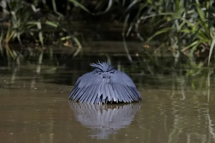 Framed Print : Black Heron (Egretta ardesiaca) adult, fishing, using wings umbrella to shade water, Lake Zeway, Great Rift Valley, Ethiopia Framed Print : Black Heron (Egretta ardesiaca) adult, fishing, using wings umbrella to shade water, Lake Zeway, Great Rift Valley, Ethiopia