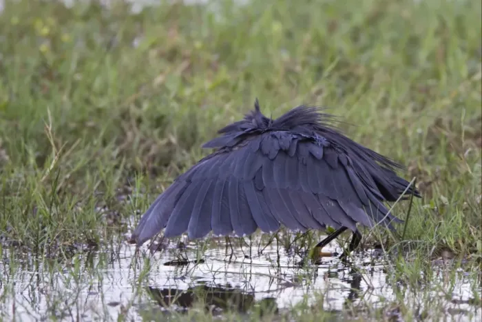 Framed Print : Black Heron (Egretta ardesiaca) adult, fishing in pool, using wings umbrella to shade water, Okavango Delta, Botswana Framed Print : Black Heron (Egretta ardesiaca) adult, fishing in pool, using wings umbrella to shade water, Okavango Delta, Botswana