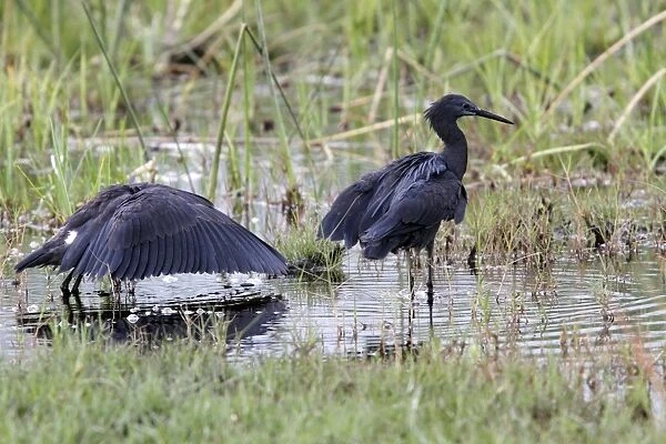 The Black Heron has an interesting hunting method called canopy feeding # it uses its wings like an umbrella