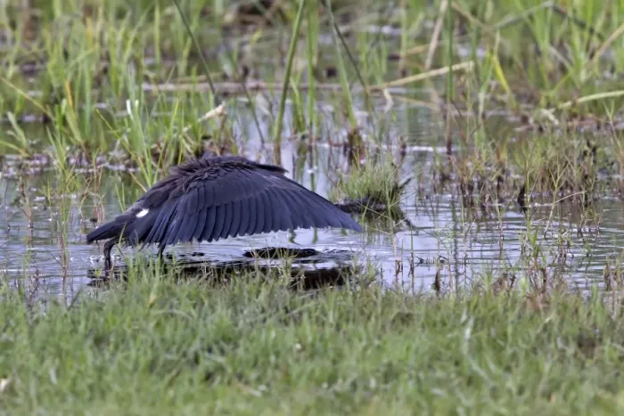 Framed Print : The Black Heron has an interesting hunting method called canopy feeding # it uses its wings like an umbrella