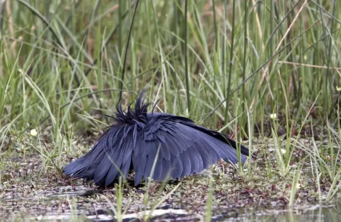 Framed Print : The Black Heron has an interesting hunting method called canopy feeding # it uses its wings like an umbrella Framed Print : The Black Heron has an interesting hunting method called canopy feeding # it uses its wings like an umbrella