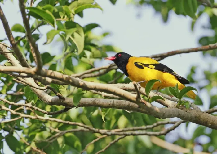 Framed Print : Black-hooded Oriole (Oriolus xanthornus ceylonensis) adult male, perched on branch, Polonnaruwa, Sri Lanka, February