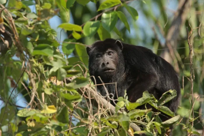 Framed Print : Black Howler Monkey (Alouatta caraya) adult male, feeding in tree, Jaguar Ecological Reserve, Mato Grosso, Brazil, september Framed Print : Black Howler Monkey (Alouatta caraya) adult male, feeding in tree, Jaguar Ecological Reserve, Mato Grosso, Brazil, september