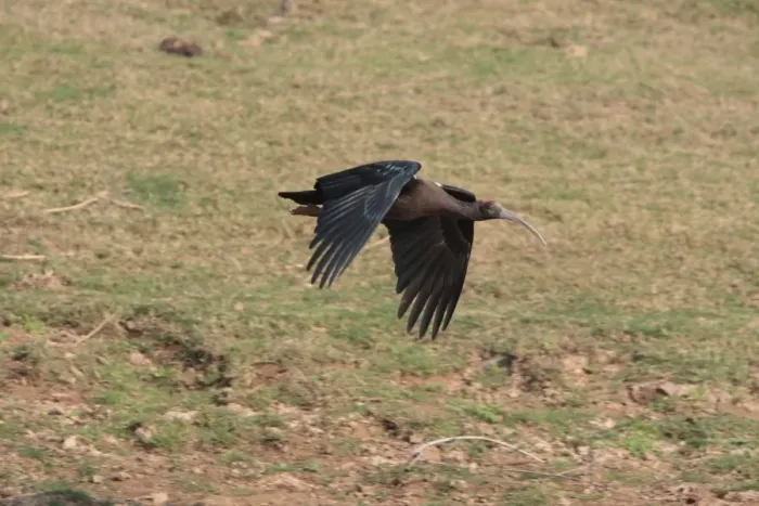 Framed Print : Black Ibis (Pseudibis papillosa) adult, in flight, Chambal River, Uttar Pradesh, India, january Framed Print : Black Ibis (Pseudibis papillosa) adult, in flight, Chambal River, Uttar Pradesh, India, january