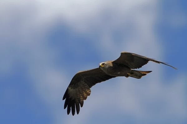 Black Kite in flight. Coto Donana, Spain