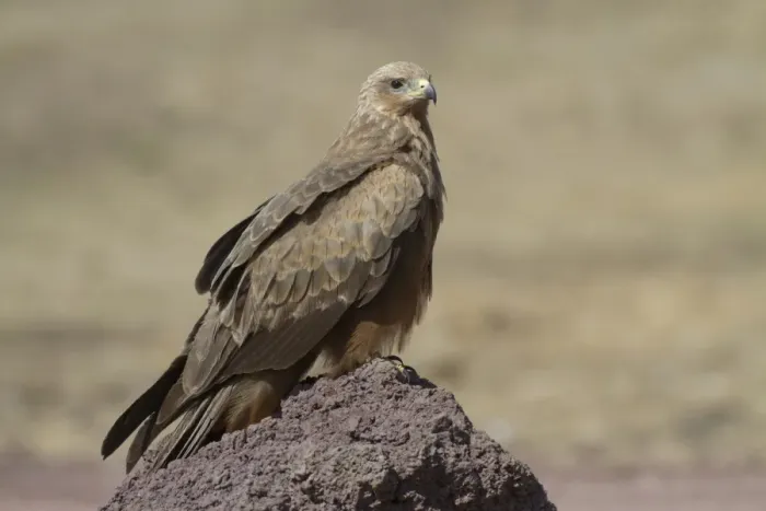 Framed Print : Black Kite (Milvus migrans) adult, perched on rock, Ngorongoro Crater, Tanzania, november