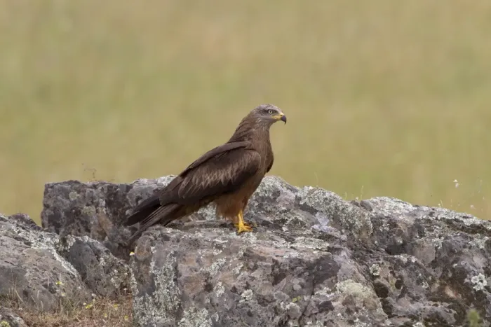 Framed Print : Black Kite (Milvus migrans) adult, standing on rock, Extremadura, Spain, may