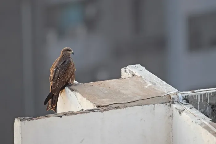 Framed Print : Black Kite (Milvus migrans govinda) Small Indian Kite subspecies, adult, perched on building, India, november Framed Print : Black Kite (Milvus migrans govinda) Small Indian Kite subspecies, adult, perched on building, India, november