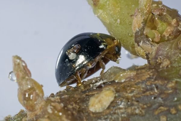 Black ladybird, Chilocorus nigritus, commercial biological control predator of scale insects in protected crops