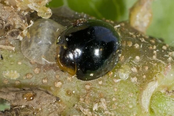 Black ladybird, Chilocorus nigritus, commercial biological control predator of scale insects in protected crops
