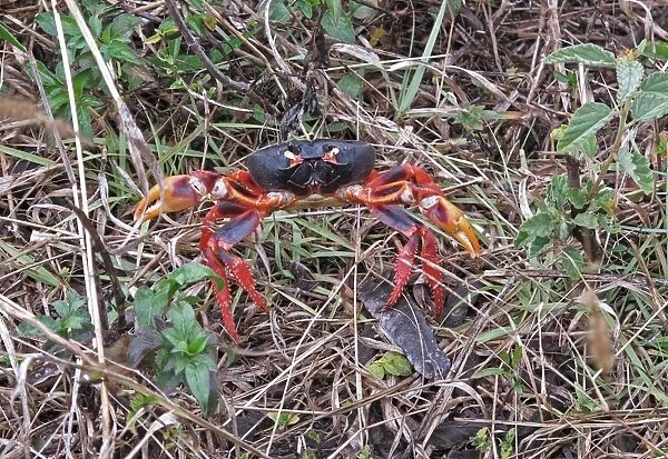 Black Land Crab (Gecarcinus ruricola) dark morph, adult, on spring migration, Zapata Peninsula, Matanzas Province