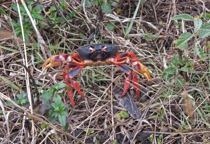 Framed Print : Black Land Crab (Gecarcinus ruricola) dark morph, adult, on spring migration, Zapata Peninsula, Matanzas Province Framed Print : Black Land Crab (Gecarcinus ruricola) dark morph, adult, on spring migration, Zapata Peninsula, Matanzas Province