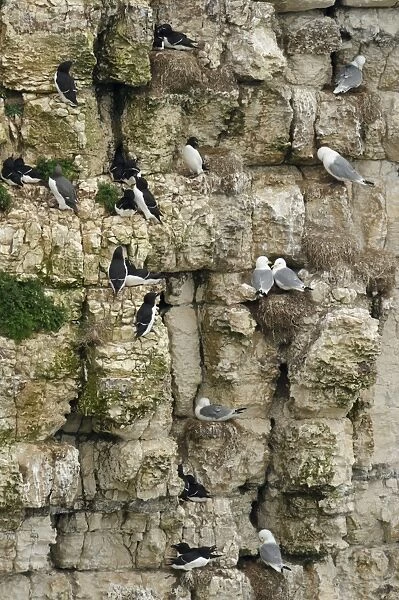 Black-legged Kittiwake (Rissa tridactyla) and Razorbill (Alca torda) adults, group at nests on sea cliff