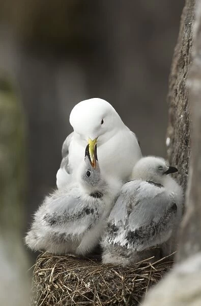 Black-legged Kittiwake (Rissa tridactyla) adult with chicks, begging for food at nest, Farne Islands, Northumberland