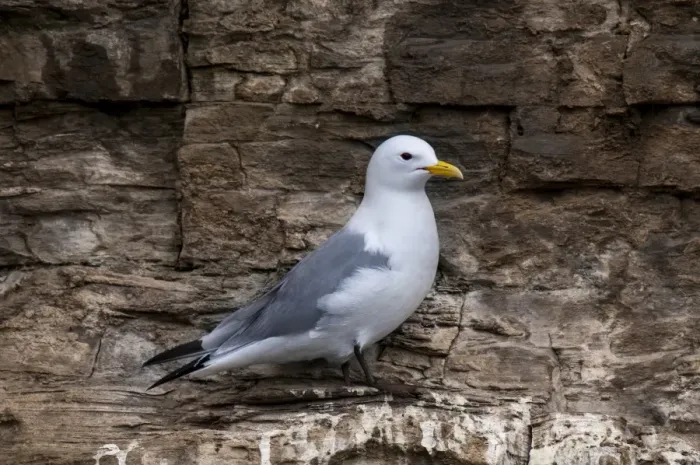 Framed Print : Black-legged Kittiwake (Rissa tridactyla) adult, breeding plumage, standing on cliff ledge, near Howick Framed Print : Black-legged Kittiwake (Rissa tridactyla) adult, breeding plumage, standing on cliff ledge, near Howick