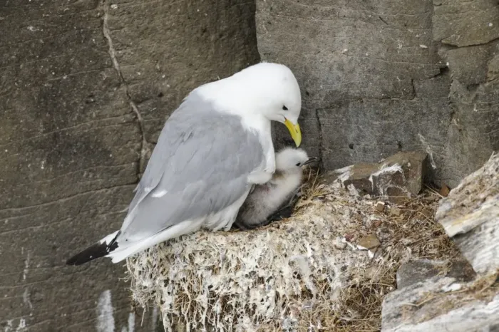 Framed Print : Black-legged Kittiwake (Rissa tridactyla) adult, breeding plumage, with chick at nest, Latrabjarg, Iceland, July
