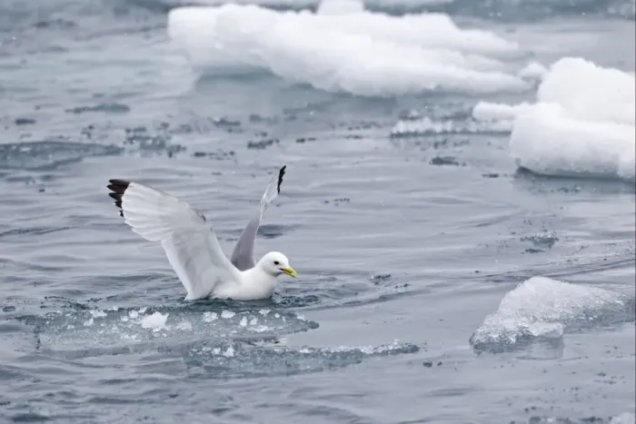 Framed Print : Black-legged Kittiwake (Rissa tridactyla) adult, with food in beak, taking off from sea, Spitzbergen, Svalbard, july Framed Print : Black-legged Kittiwake (Rissa tridactyla) adult, with food in beak, taking off from sea, Spitzbergen, Svalbard, july
