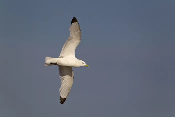 Framed Print : Black-legged Kittiwake (Rissa tridactyla) adult, in flight, Minsmere RSPB Reserve, Suffolk, England, july