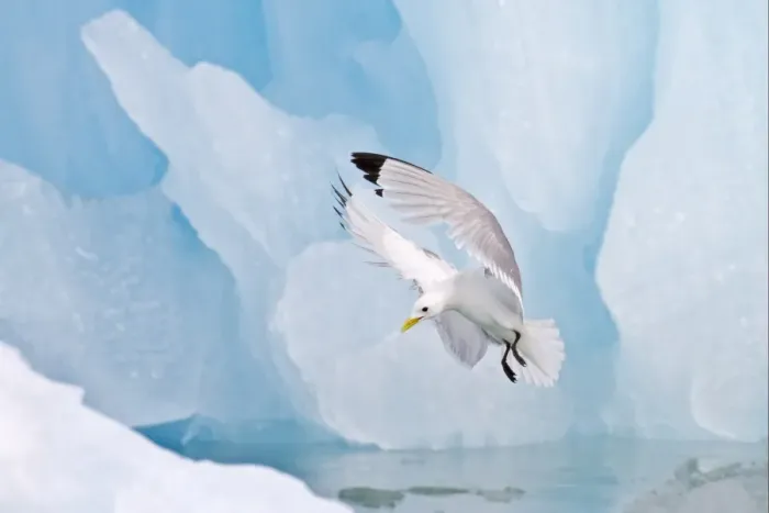 Framed Print : Black-legged Kittiwake (Rissa tridactyla) adult, in flight, landing beside blue iceberg, Spitzbergen, Svalbard, july Framed Print : Black-legged Kittiwake (Rissa tridactyla) adult, in flight, landing beside blue iceberg, Spitzbergen, Svalbard, july