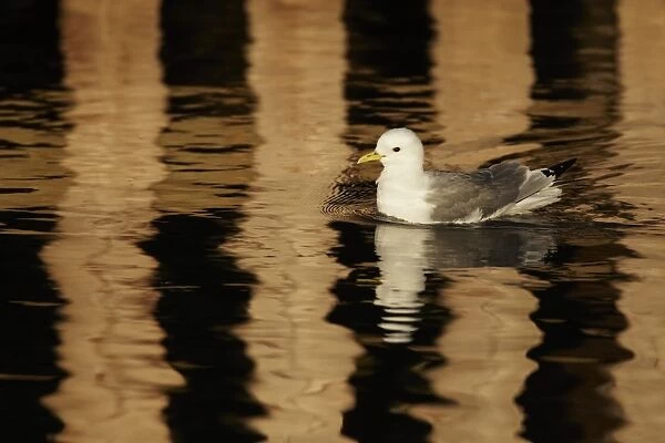 Black-legged Kittiwake (Rissa tridactyla) adult, swimming in harbour with reflection from pier in surrounding water