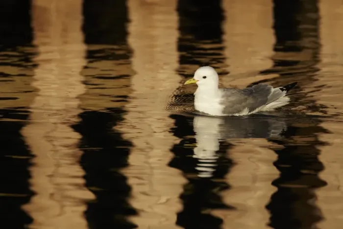 Framed Print : Black-legged Kittiwake (Rissa tridactyla) adult, swimming in harbour with reflection from pier in surrounding water Framed Print : Black-legged Kittiwake (Rissa tridactyla) adult, swimming in harbour with reflection from pier in surrounding water
