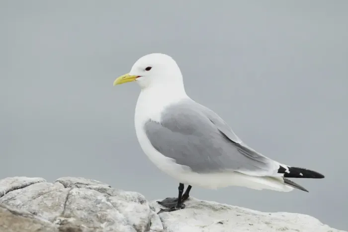 Framed Print : Black-legged Kittiwake (Rissa tridactyla) adult, standing on clifftop rocks, Northumberland, England, May Framed Print : Black-legged Kittiwake (Rissa tridactyla) adult, standing on clifftop rocks, Northumberland, England, May