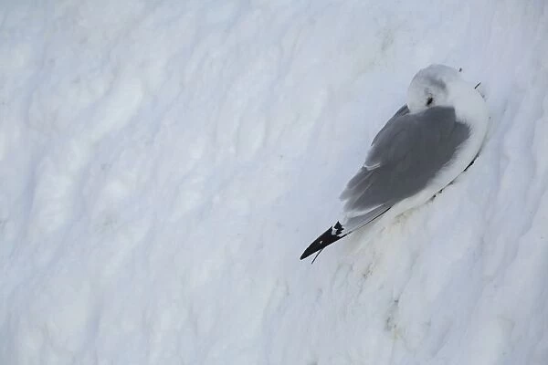 Black-legged Kittiwake (Rissa tridactyla) adult, roosting at colony in snow, Hornoi island, Norway, March