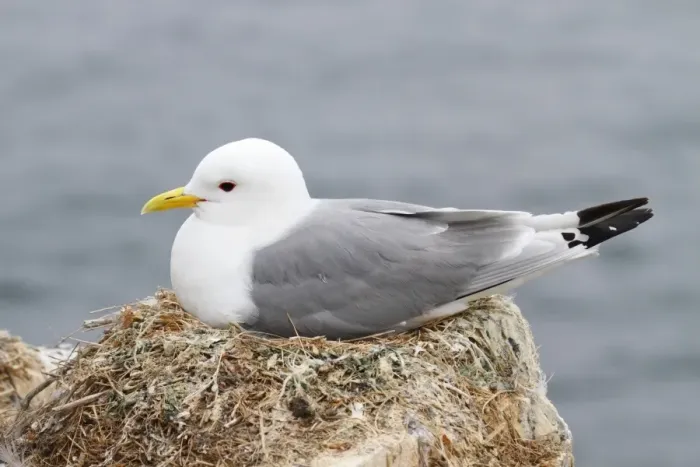 Framed Print : Black-legged Kittiwake (Rissa tridactyla) adult, sitting on nest, Farne Islands, Northumberland, England, June Framed Print : Black-legged Kittiwake (Rissa tridactyla) adult, sitting on nest, Farne Islands, Northumberland, England, June