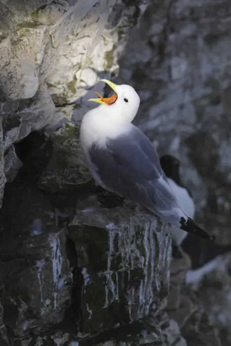 Framed Print : Black-legged Kittiwake (Rissa tridactyla) adult, calling, standing on chalk cliff ledge, Bempton Cliffs RSPB Reserve Framed Print : Black-legged Kittiwake (Rissa tridactyla) adult, calling, standing on chalk cliff ledge, Bempton Cliffs RSPB Reserve