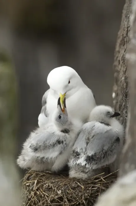 Framed Print : Black-legged Kittiwake (Rissa tridactyla) adult with chicks, begging for food at nest, Farne Islands, Northumberland