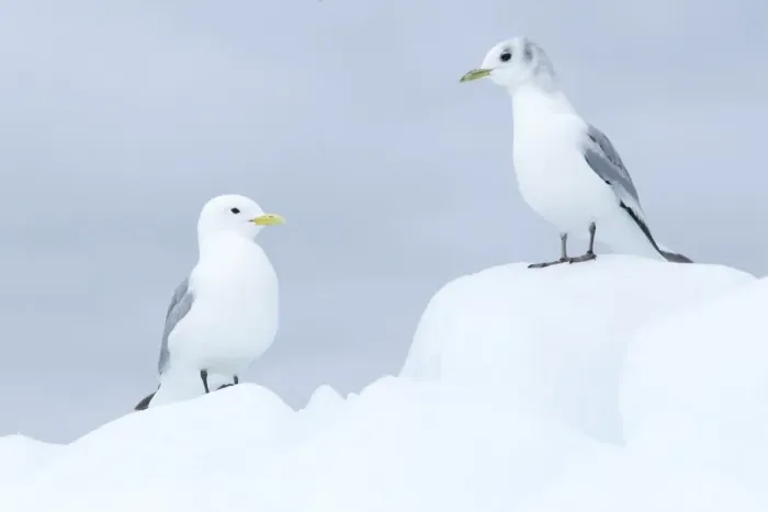 Framed Print : Black-legged Kittiwake (Rissa tridactyla) adult and immature, standing on sea ice, Svalbard, june
