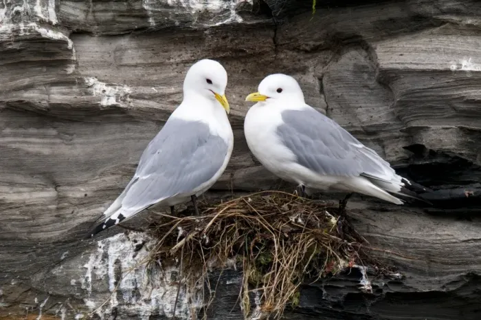 Framed Print : Black-legged Kittiwake (Rissa tridactyla) adult pair, breeding plumage, standing at nest on cliff ledge, near Howick