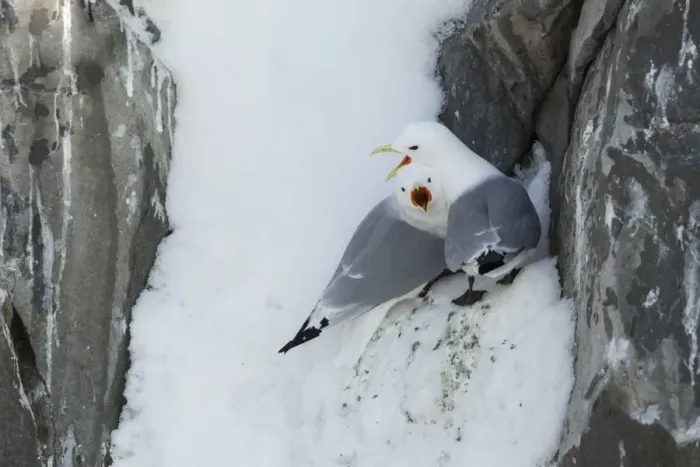 Framed Print : Black-legged Kittiwake (Rissa tridactyla) adult pair, calling, at colony in snow, Hornoi island, Norway, March Framed Print : Black-legged Kittiwake (Rissa tridactyla) adult pair, calling, at colony in snow, Hornoi island, Norway, March