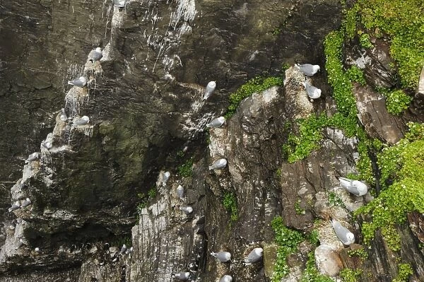 Black-legged Kittiwake (Rissa tridactyla) adults, breeding plumage, colony sitting at nests on cliff ledges