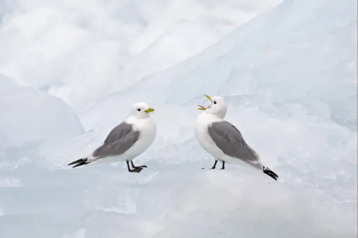 Framed Print : Black-legged Kittiwake (Rissa tridactyla) two adults, calling, standing on sea ice, Spitzbergen, Svalbard, july Framed Print : Black-legged Kittiwake (Rissa tridactyla) two adults, calling, standing on sea ice, Spitzbergen, Svalbard, july