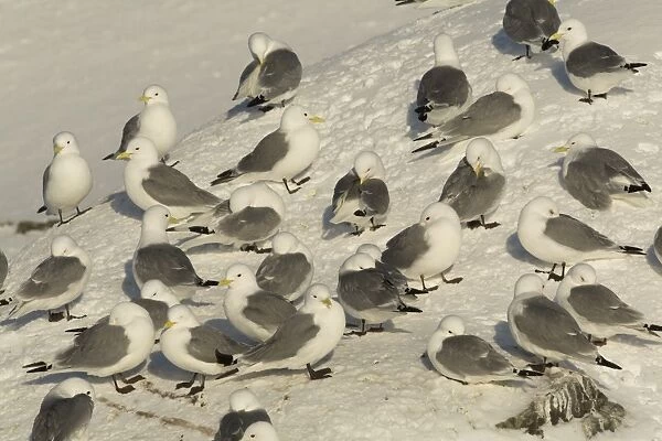 Black-legged Kittiwake (Rissa tridactyla) adults, flock roosting and preening at colony in snow, Hornoi island, Norway